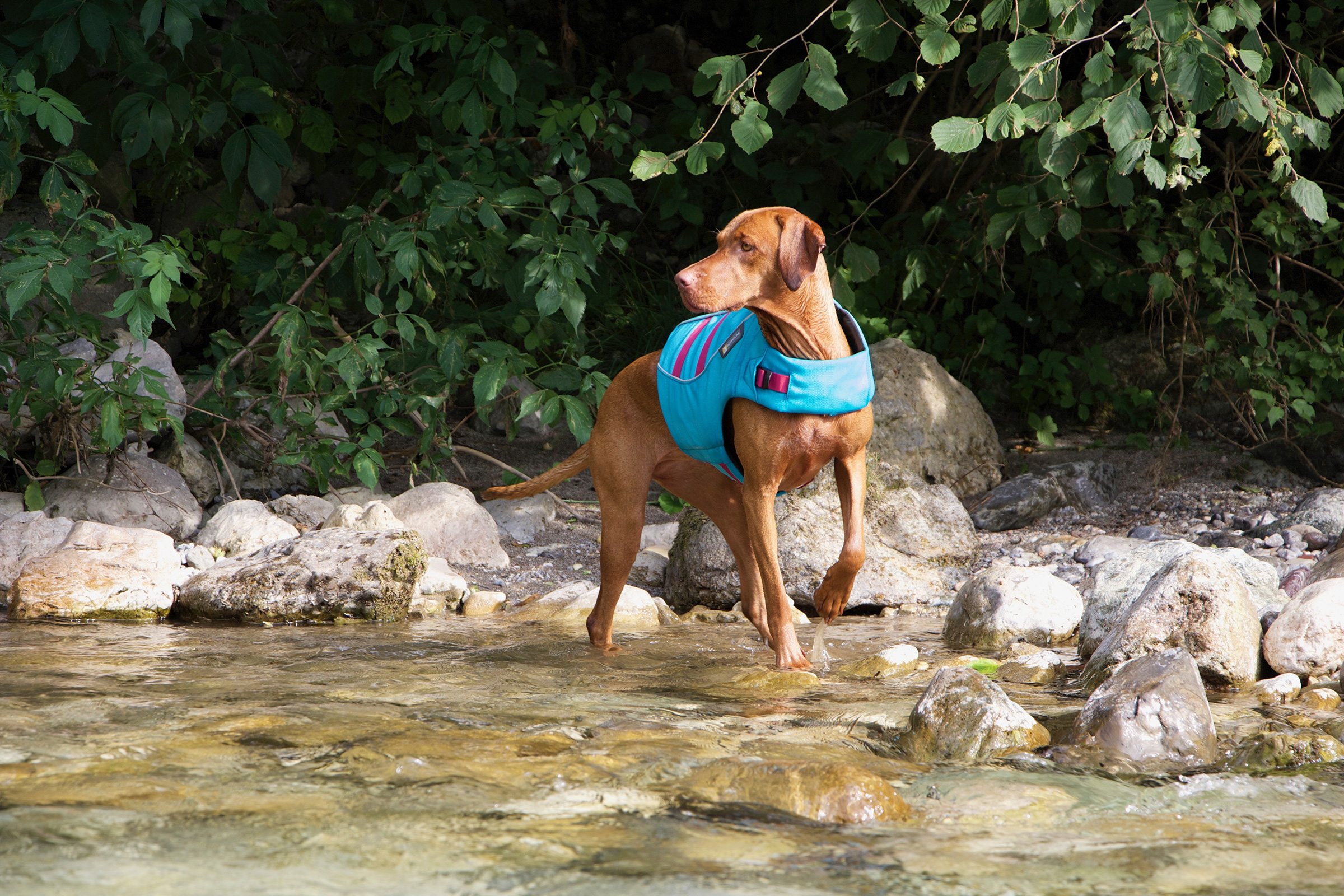 brown dog in the river water